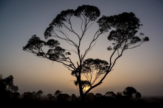 misty-nullarbor-southaustralia (Custom)