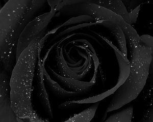 The-Black-Rose