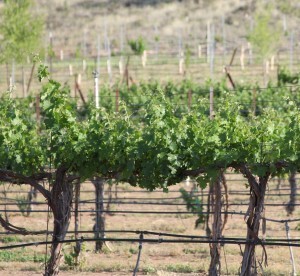 vineyard_for_sale