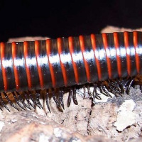 Millipede, inspiration for Mocan human-powered vehicle. Photo by Billy Smith.
