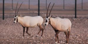 Arabian Oryx at Preserve