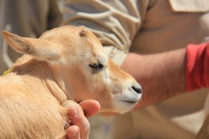 Baby Oryx