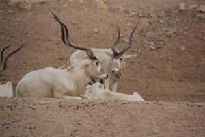 Oryx Relatives