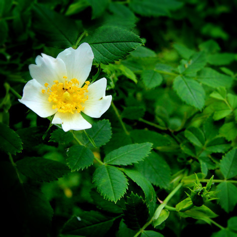 Dog rose