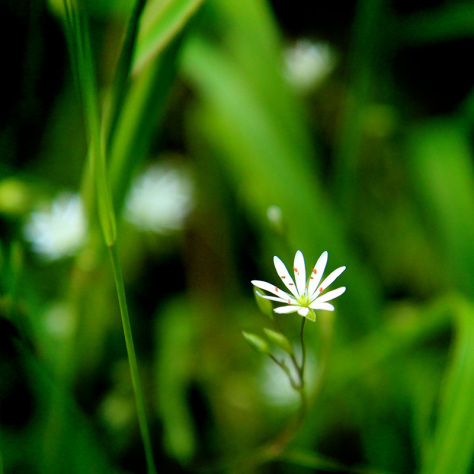 Lesser stitchwort
