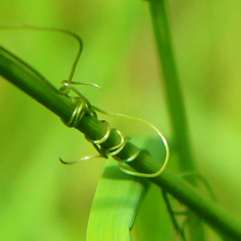 Vetch