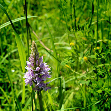 Common spotted orchid