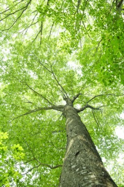 trees