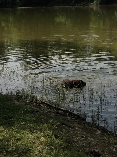Stella Takes Her First Swim of the Summer