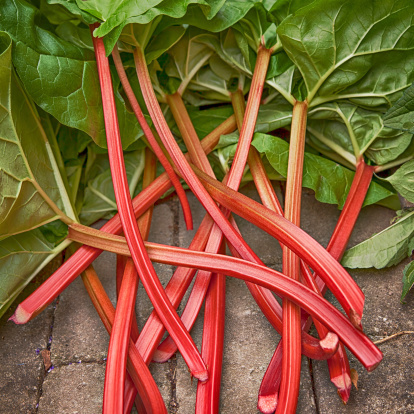 Rhubarb