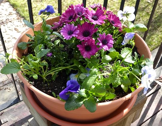 my first container garden