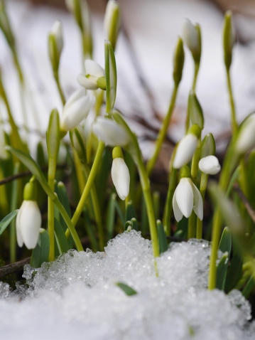 snowdrop flowers