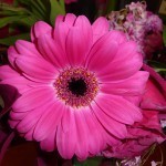 with Manual Focus