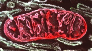 Mitochondrion