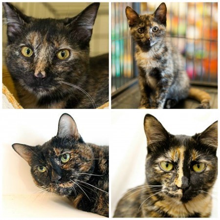 adopt_a_cat_month