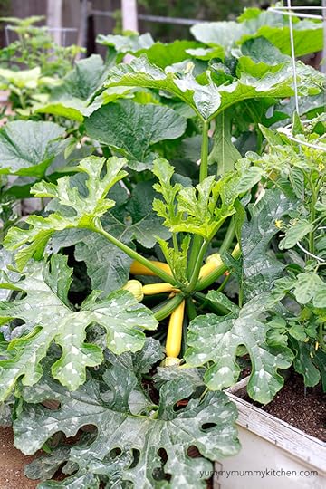yellow squash plant