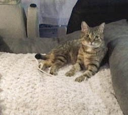 kitteh