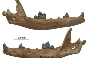 jawbone of arctic fox ancestor