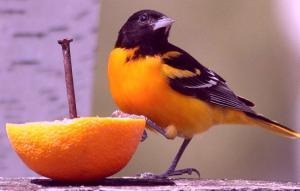 Oriole_du_nord_7a