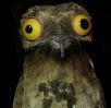 potoo