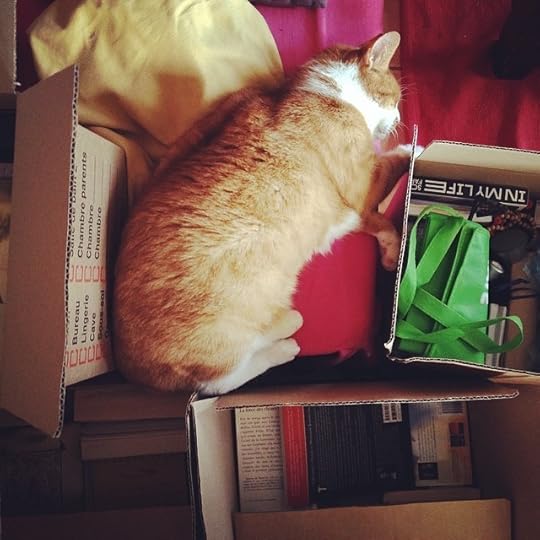 Always finding a corner to sleep #life #cats