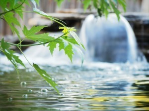 Leaves and the falls
