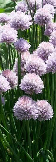 Chives Border