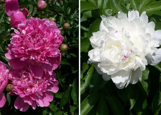 Peonies