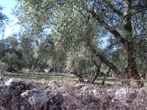 Olive trees just like here.