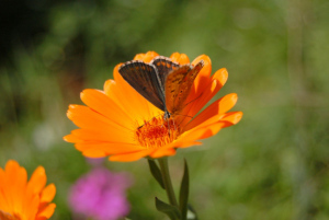 Calendula