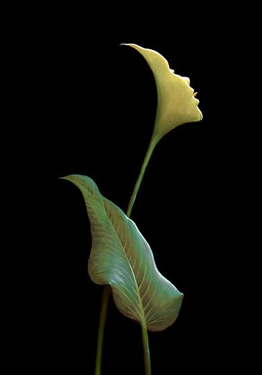 Sunlight's Kiss ©Octavio Ocampo