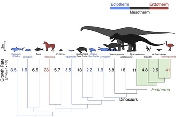 Comparative growth rates in vertebrates, including dinosaurs.