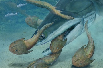 megamastax amblyodus