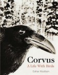 corvus