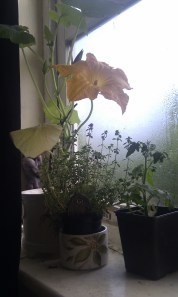 IMAG0294
