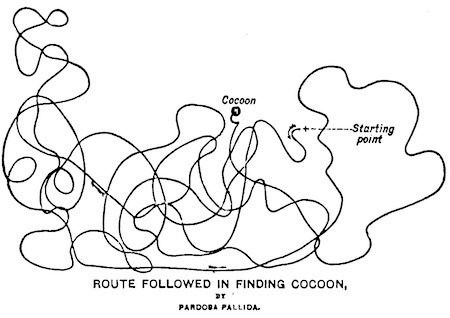 SpiderRoute