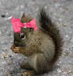 1squirrel