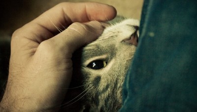cats_can_love