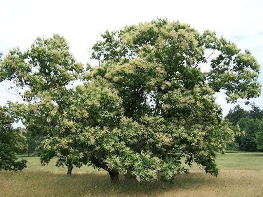 Chestnut_Castanea_dentata