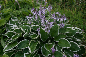 Hosta_fortuneii_'Francee'_IMG_6072.Stort