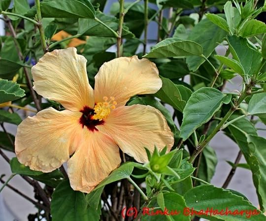Yellow Hibiscus