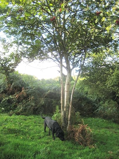 A Dartmoor dog under a rowan tree