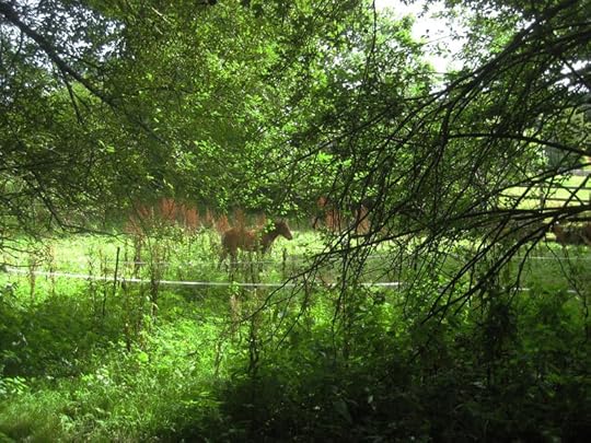 A Dartmoor pony in a field by the Commons