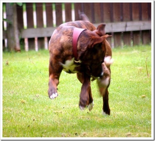 10 June 4 09-06-2013 08-18-49