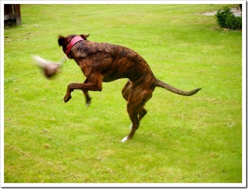 10 June 5 09-06-2013 08-19-45