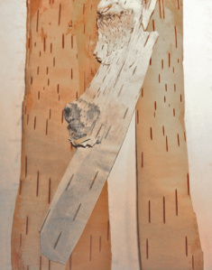 Birch bark, peeled into layers.