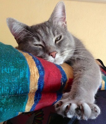 signs your cat may be sick