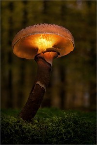 magical mushroom