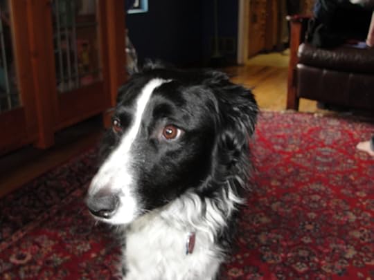 DOG 035