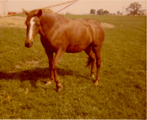 My horse Patsy